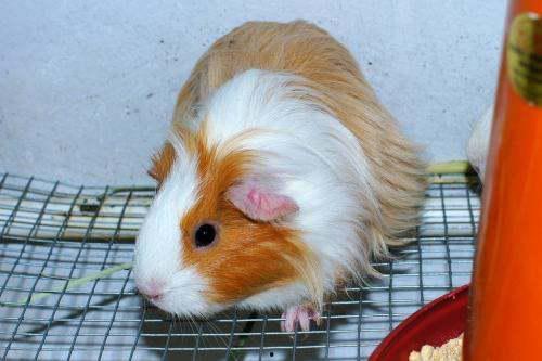 荷兰猪可以吃土瓜吗视频,揭秘营养与安全