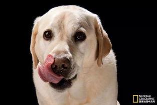海犬吃瓜视频大全,萌态百出!视频大全集锦 海犬吃瓜视频大全,萌态百出!视频大全集锦