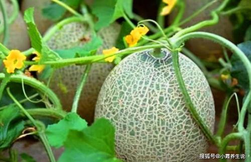 威廉吃哈密瓜视频大全集,视频大全集精彩回顾