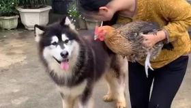 牛二条小七吃瓜视频