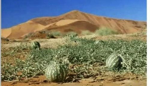 沙漠吃瓜搞笑视频,吃瓜搞笑视频带你领略沙漠风情