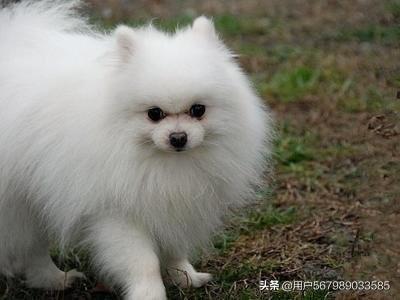 博美可以吃三月瓜吗视频,揭秘宠物饮食新选择