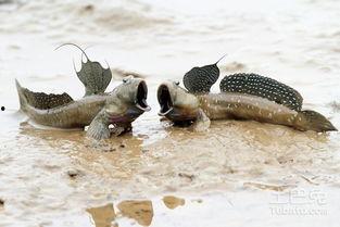 弹涂鱼吃瓜视频,揭秘海洋中的“美食家”