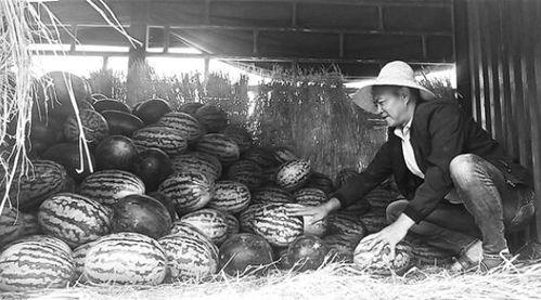 平阴吃瓜群众事件视频,一场网络视频引发的舆论风暴