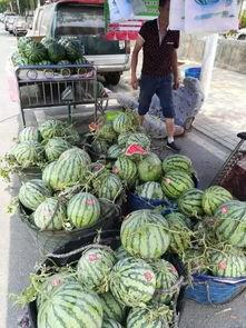 曲阜吃瓜事件视频最新,一场引发热议的网络视频风波