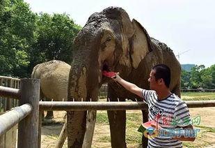 大象吃瓜最新视频,萌态可掬，瓜果飘香