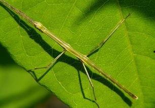 蝈蝈吃角瓜花会死吗视频,蝈蝈食角瓜花致命之谜揭秘