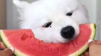 各种单身狗吃瓜视频,揭秘娱乐圈那些鲜为人知的秘密