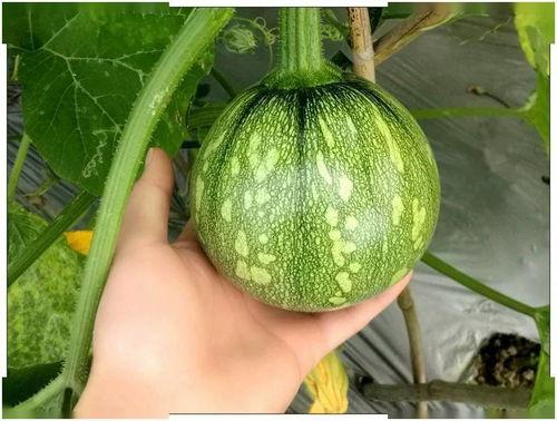 重庆医专吃瓜视频,校园生活趣味瞬间大揭秘