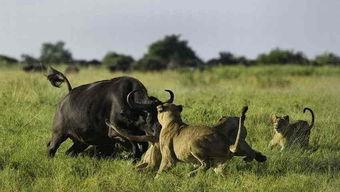 牛可以吃土瓜吗视频讲解,视频解析揭示真相