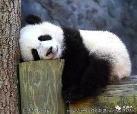 良月大熊猫吃瓜视频,萌态可掬！良月大熊猫吃瓜视频萌翻网友