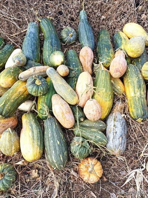 吃瓜视频的制作方法是什么,轻松掌握热门短视频制作技巧