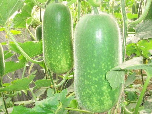 九月龄宝宝吃瓜视频,萌态十足引网友热议