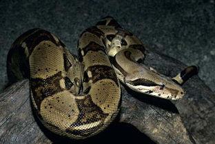 大蛇爬树头吃瓜视频大全,奇观视频大盘点