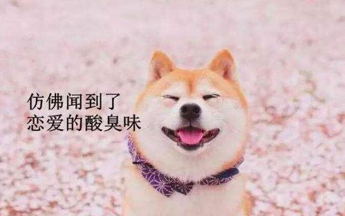 柴犬喜欢吃角瓜怎么办视频,揭秘角瓜的诱惑