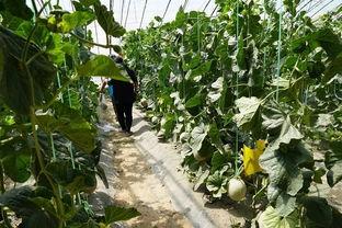 伊犁吃瓜的视频,一场视觉与味蕾的双重盛宴