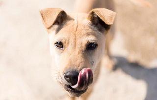 偷瓜狗吃土狗视频大全播放,视频大全播放量飙升