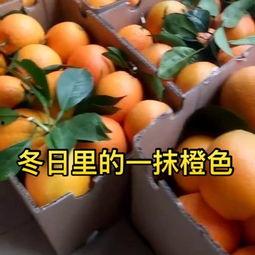 东方蜜瓜吃货视频下载,甜蜜蜜瓜盛宴，尽享视觉与味蕾的双重盛宴