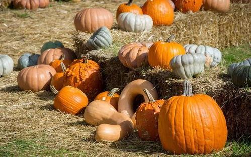 酒鬼一家吃瓜视频